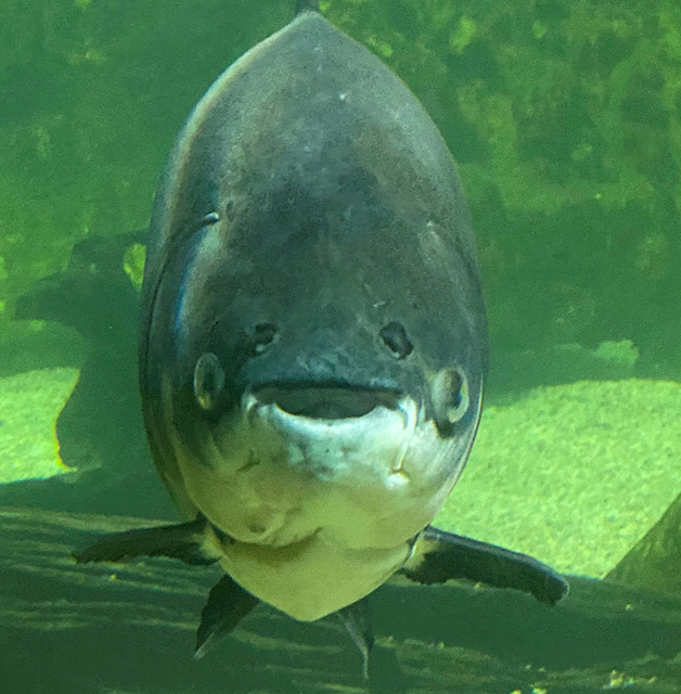 Pudge the fish